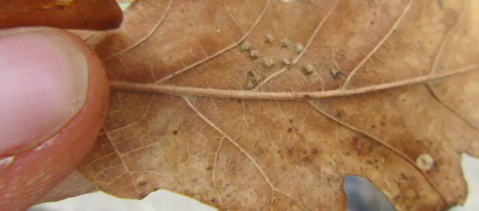 Screenshot 2026-02-07 11