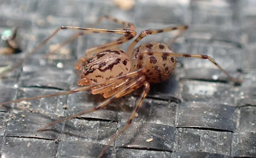 Screenshot 2026-04-04 6