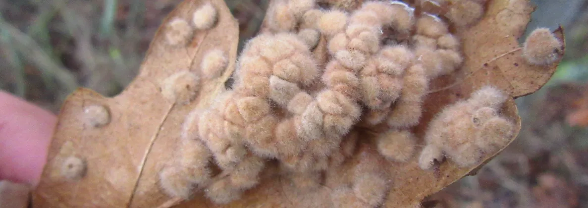 Screenshot 2026-02-07 11