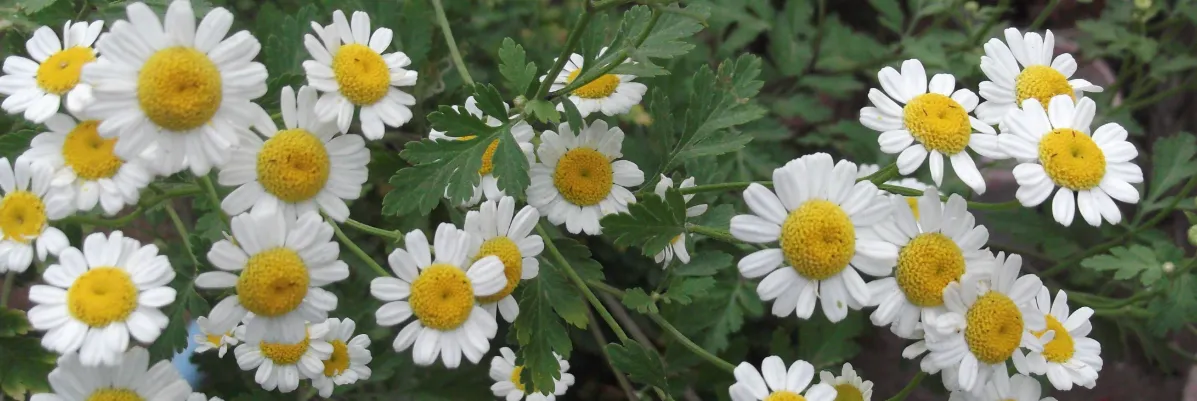 Screenshot 2026-02-13 13