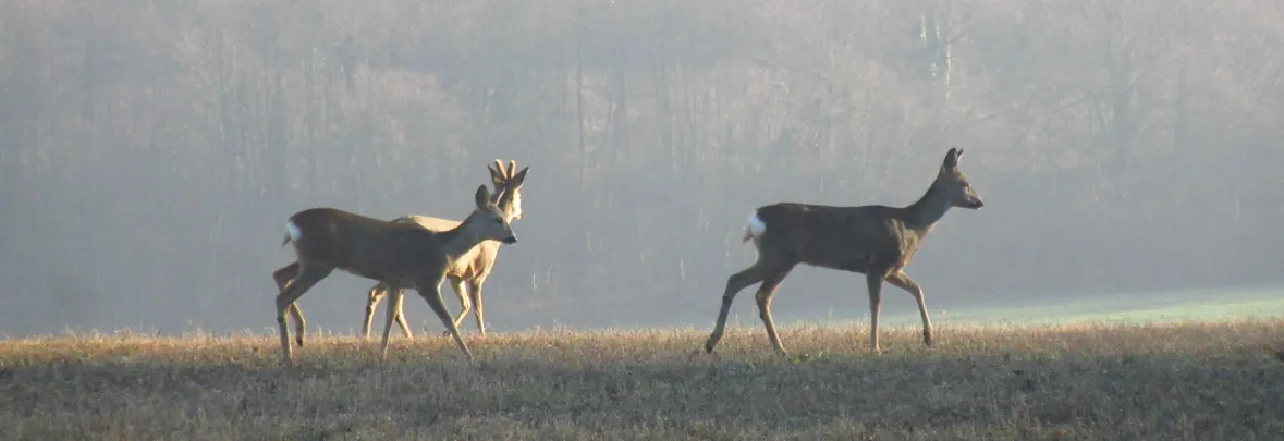 Screenshot 2026-01-29 16