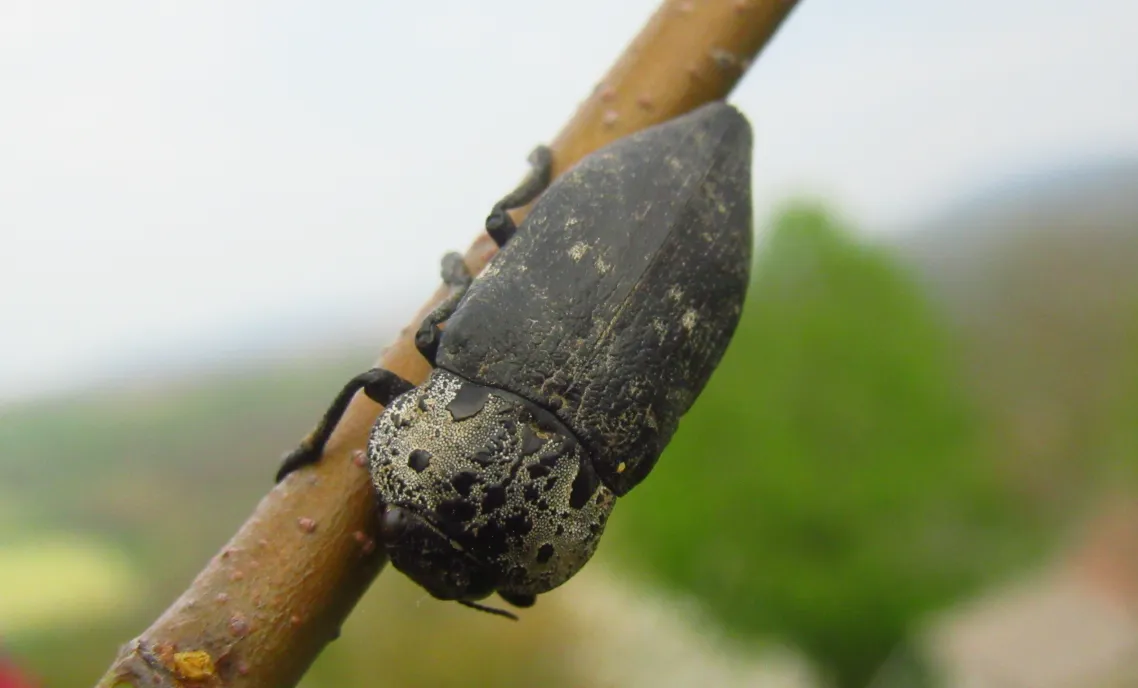 Capnodis tenebrionis on quince branch