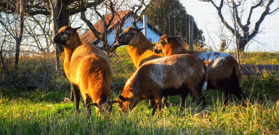 Screenshot 2026-01-29 14