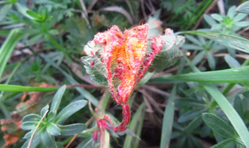 Screenshot 2026-04-17 8