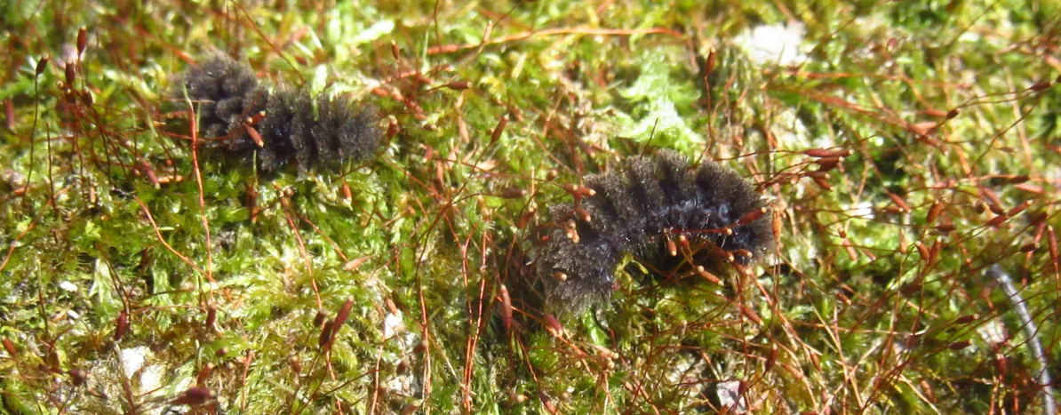 Screenshot 2026-03-01 11