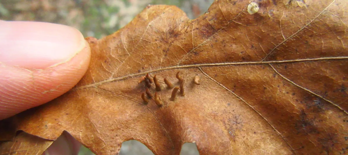 Screenshot 2026-02-07 11