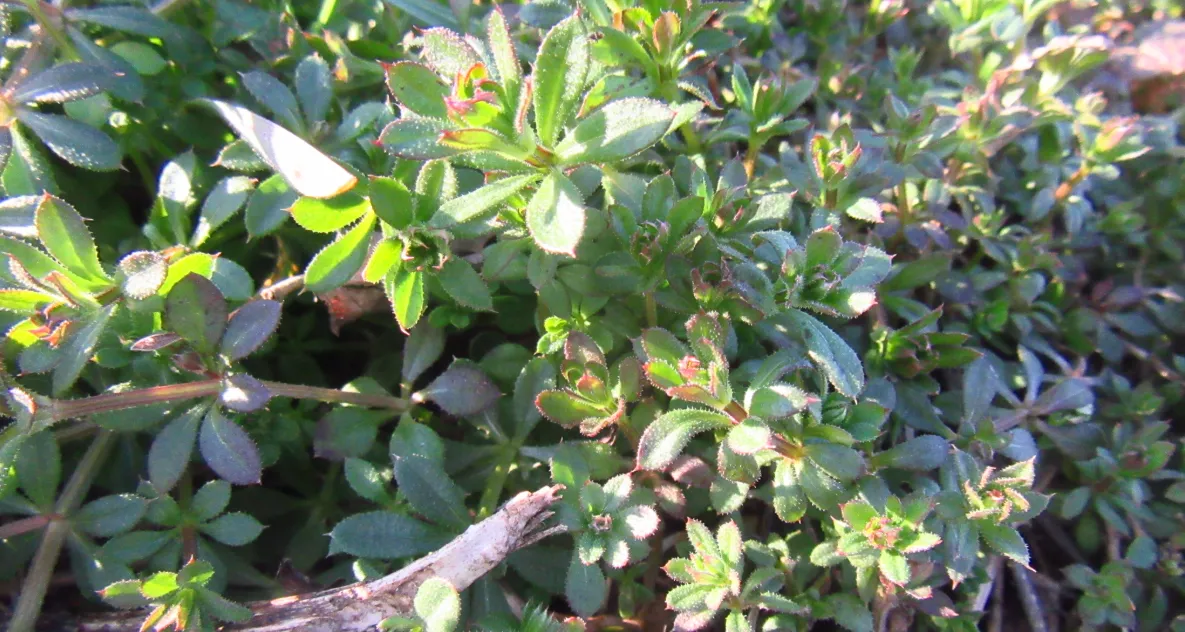 Screenshot 2026-03-02 12