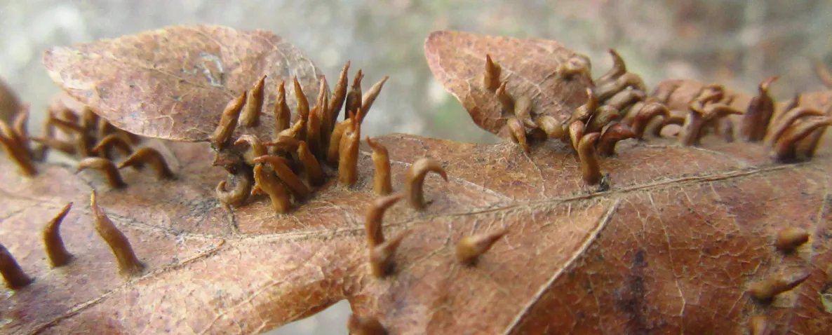 Screenshot 2026-02-07 11