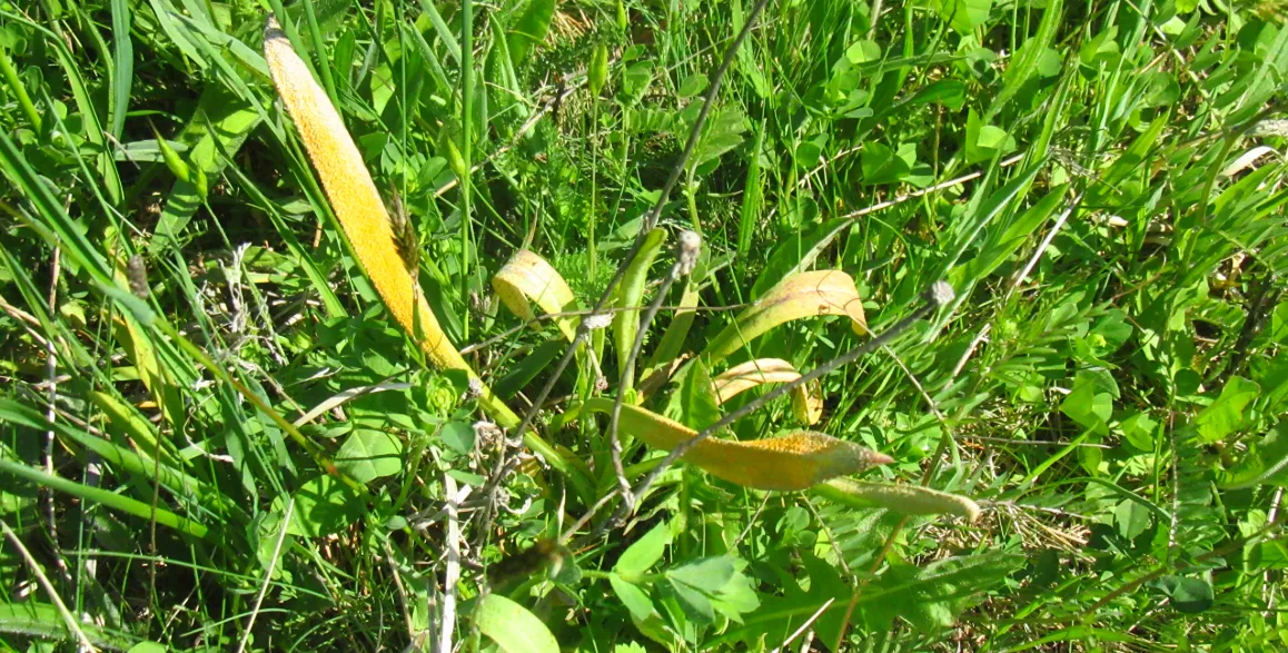 Screenshot 2026-04-18 1