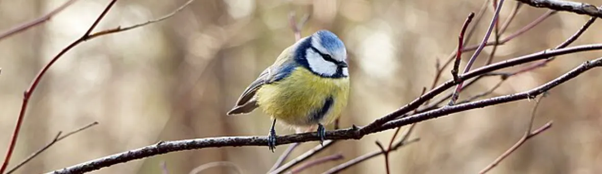 Screenshot 2026-03-03 11