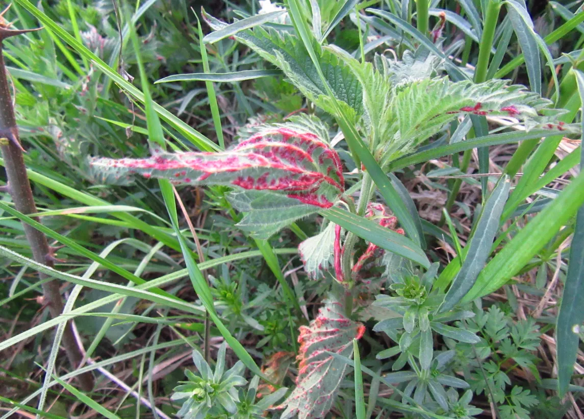 Puccinia urticata on nettle