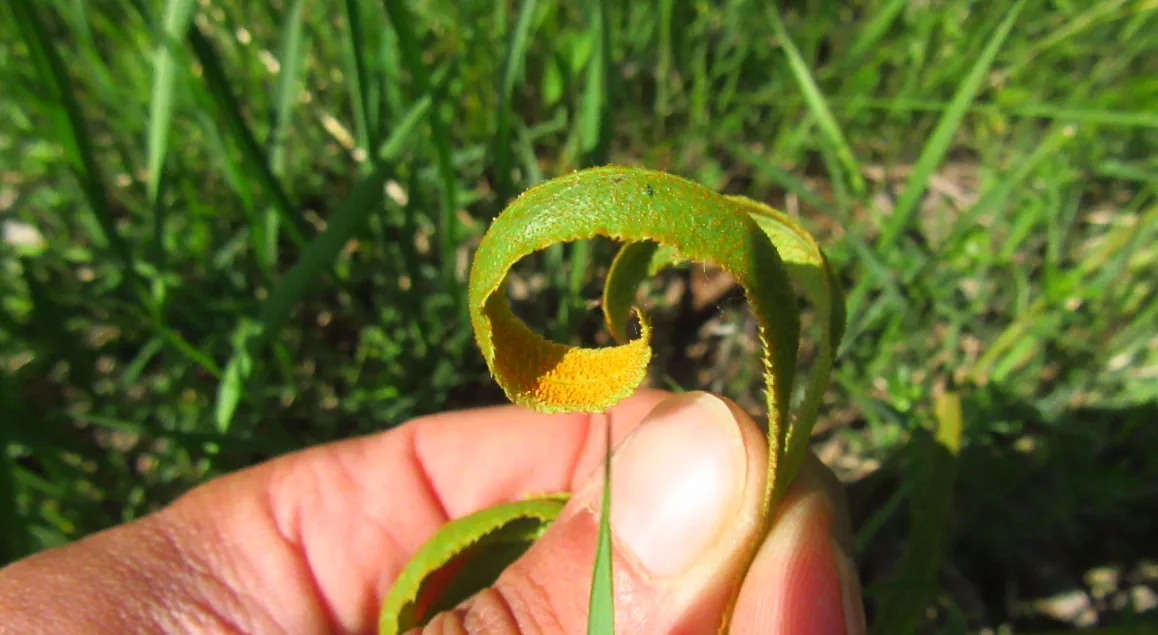 Puccinia urticata uredinia on sedge
