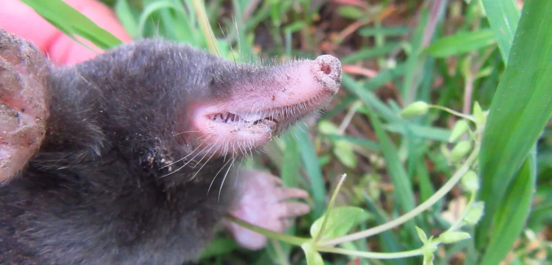 European mole on forest path