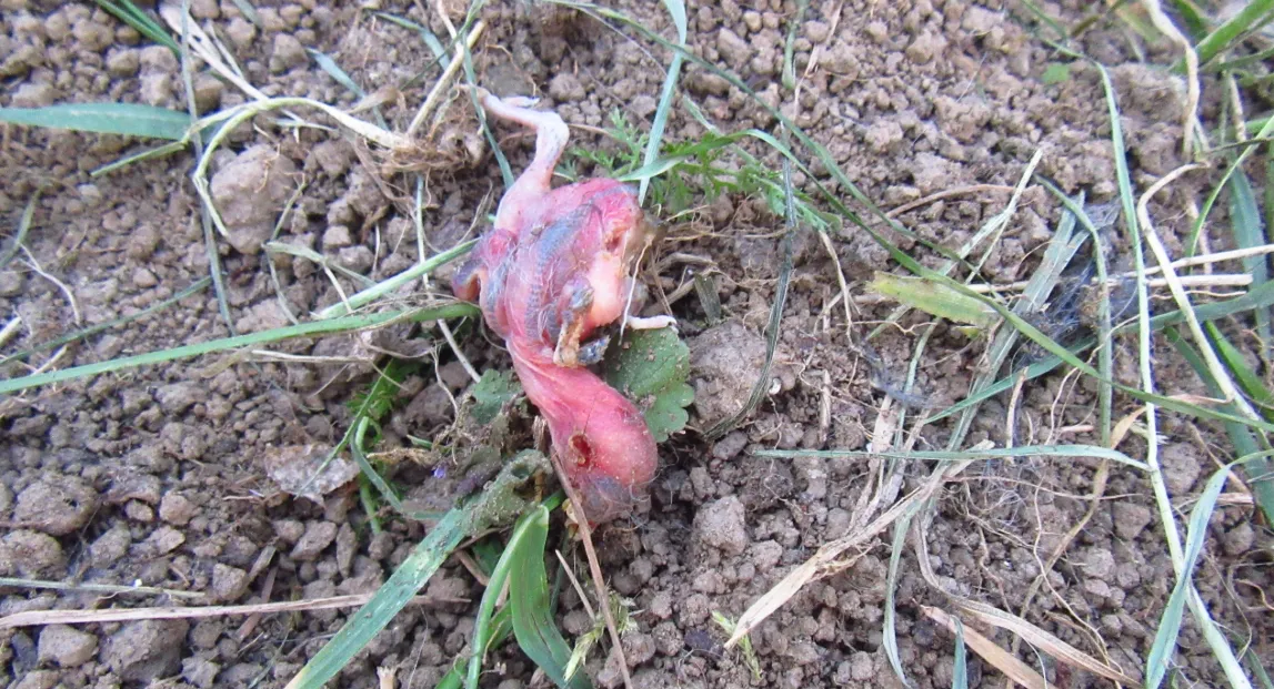 Disturbed cavity nest site with nestling remains