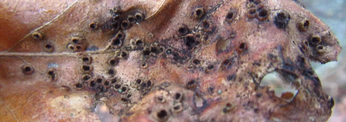 Screenshot 2026-02-07 11