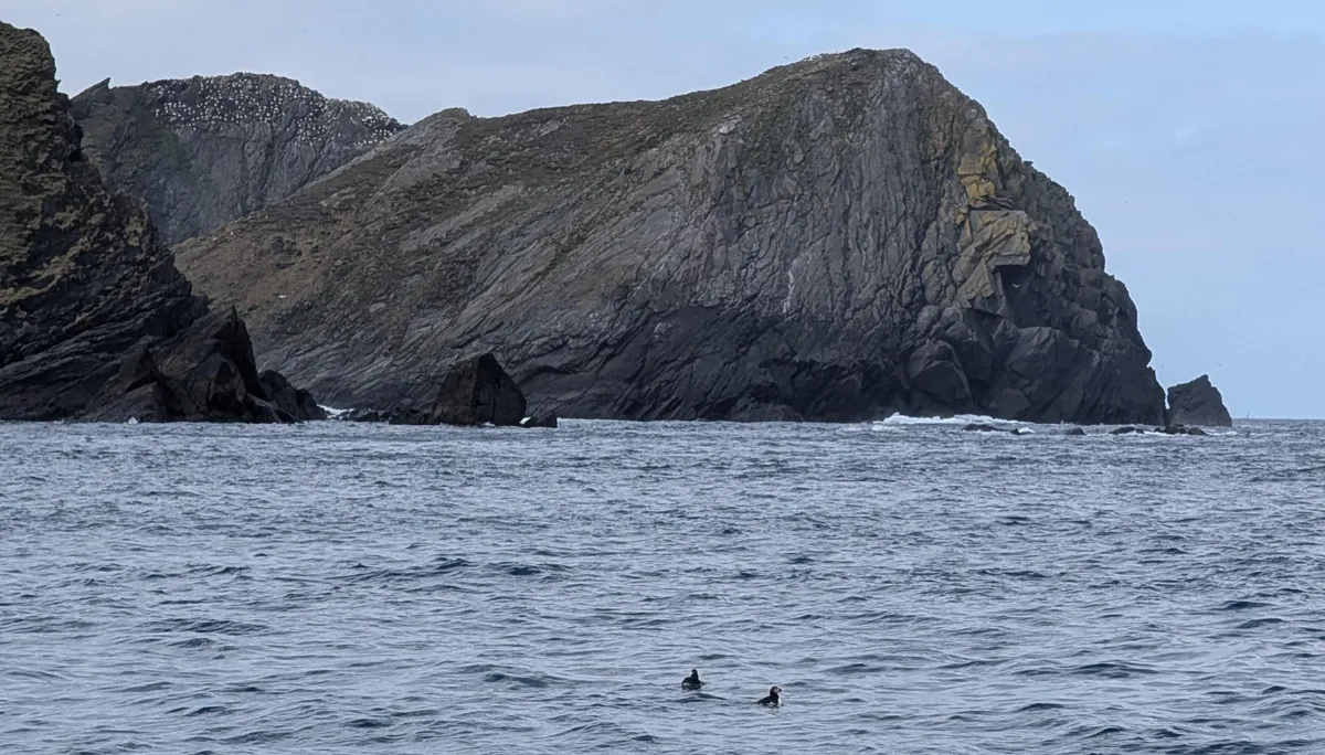 First puffins in Hermaness
