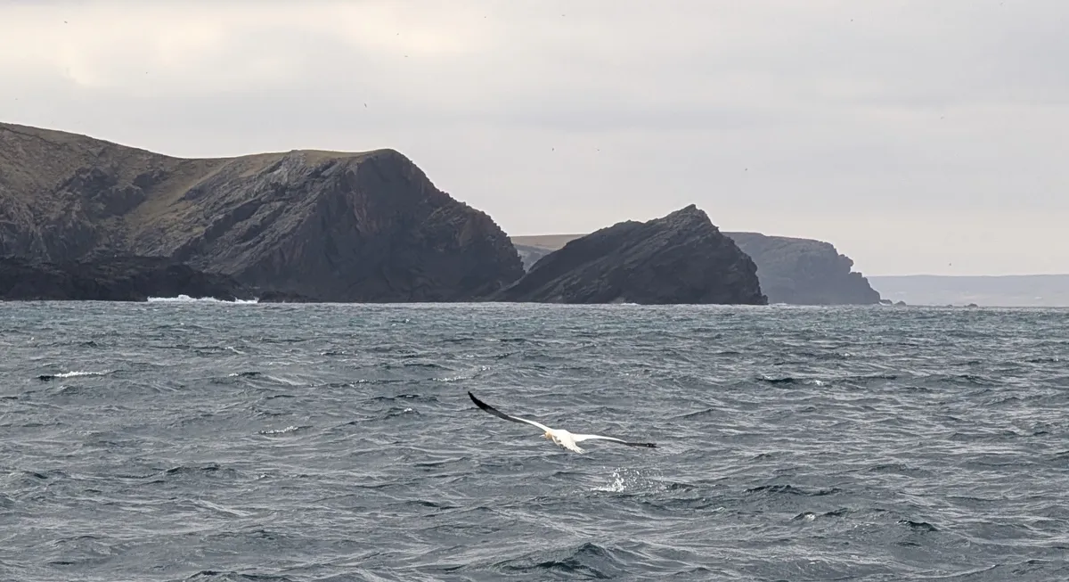 Gannet near Hermaness