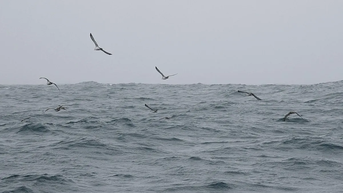 Manx Shearwater