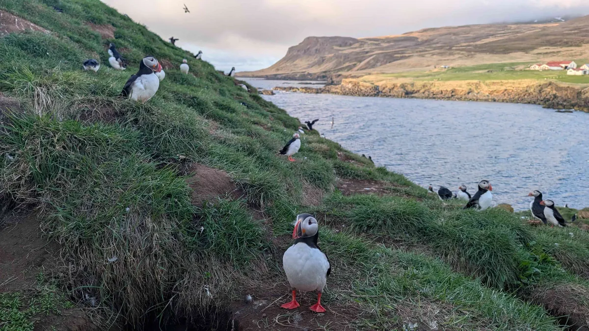 Puffins Borgafjordur