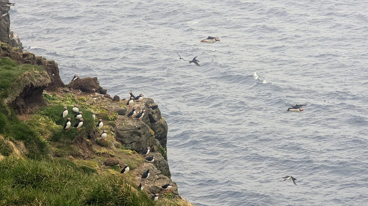 Puffins Grimsey
