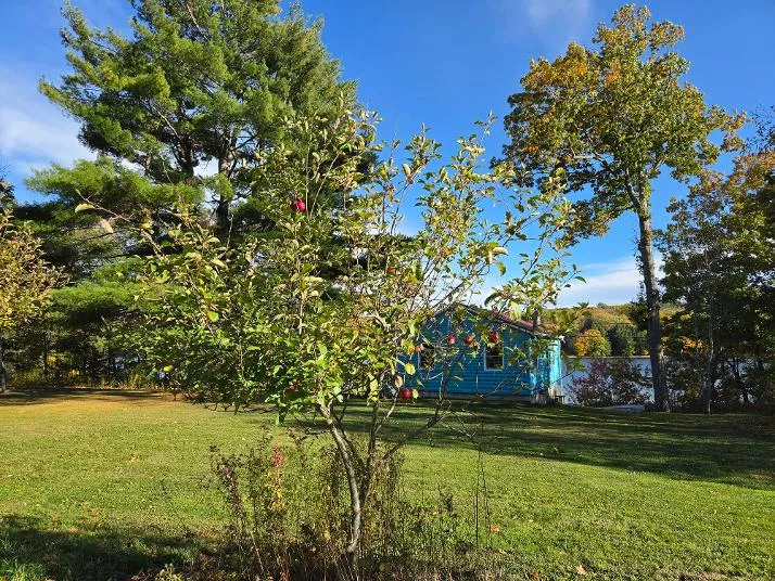 apples on tree and blue loon