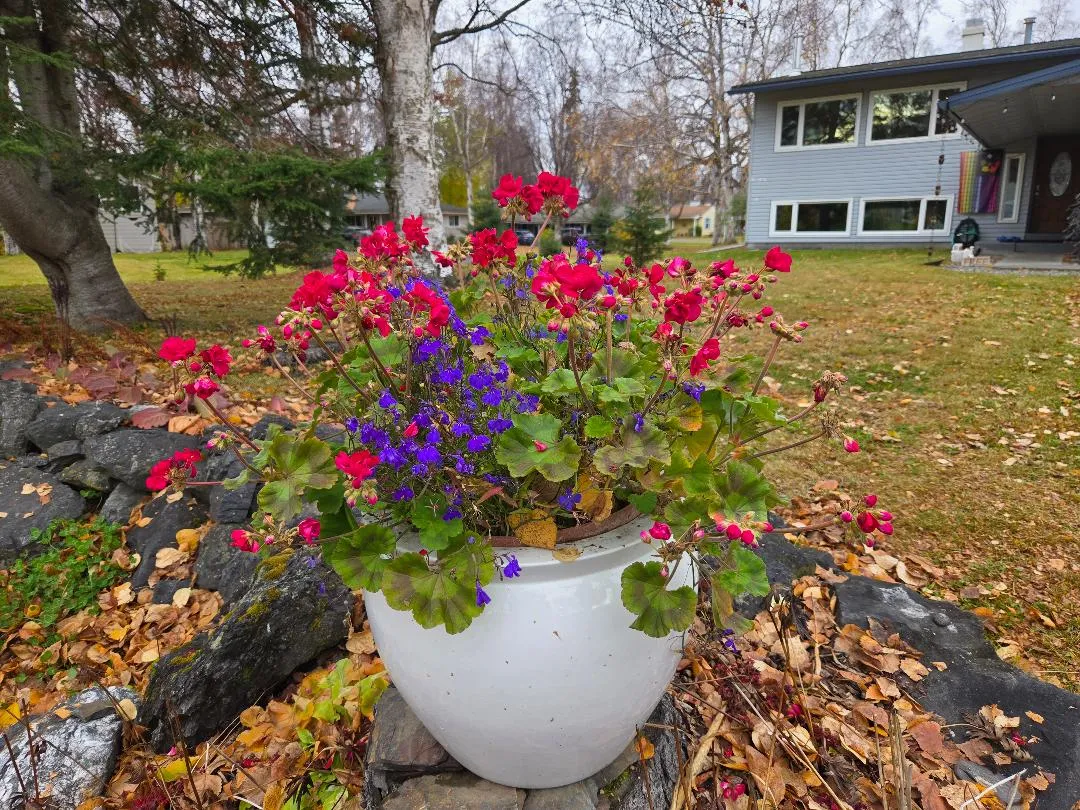 geraniums in autumn