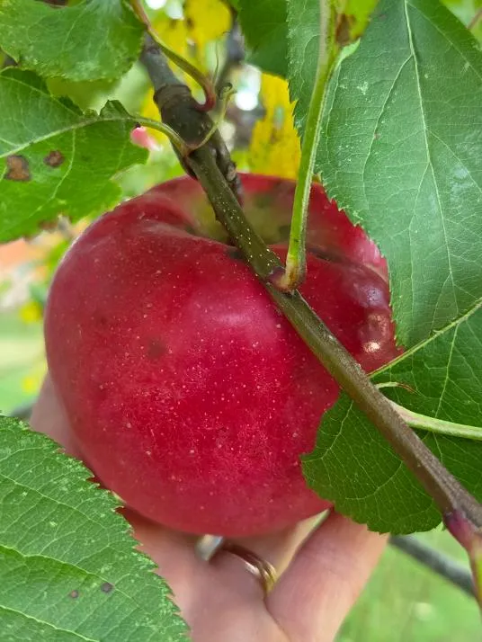 red apple jo's tree