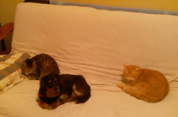 CatsAndDogs