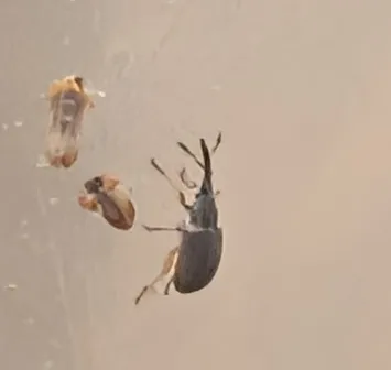 Hollyhock Weevil