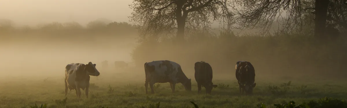 cows