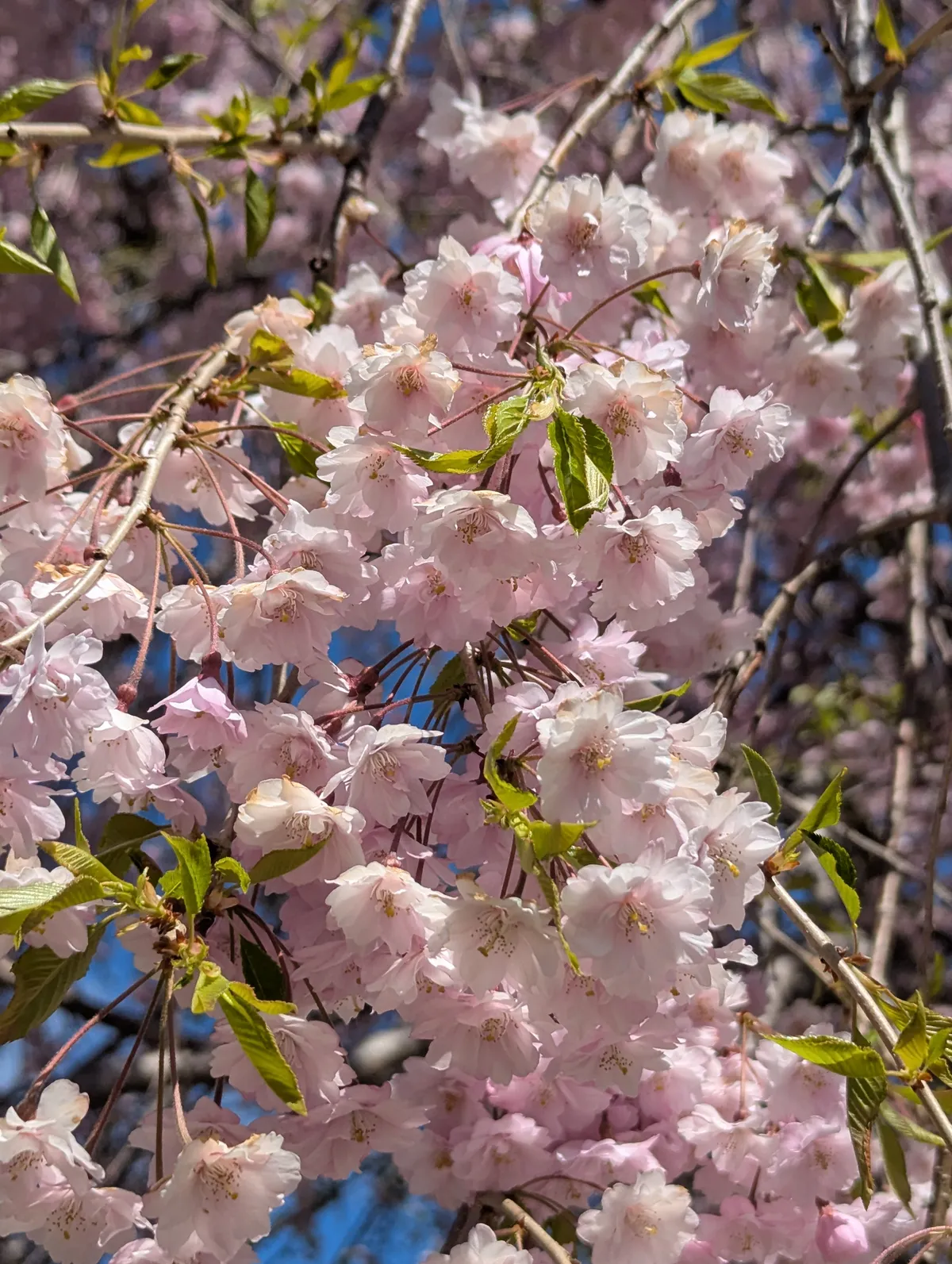PXL_20260429_003400032
