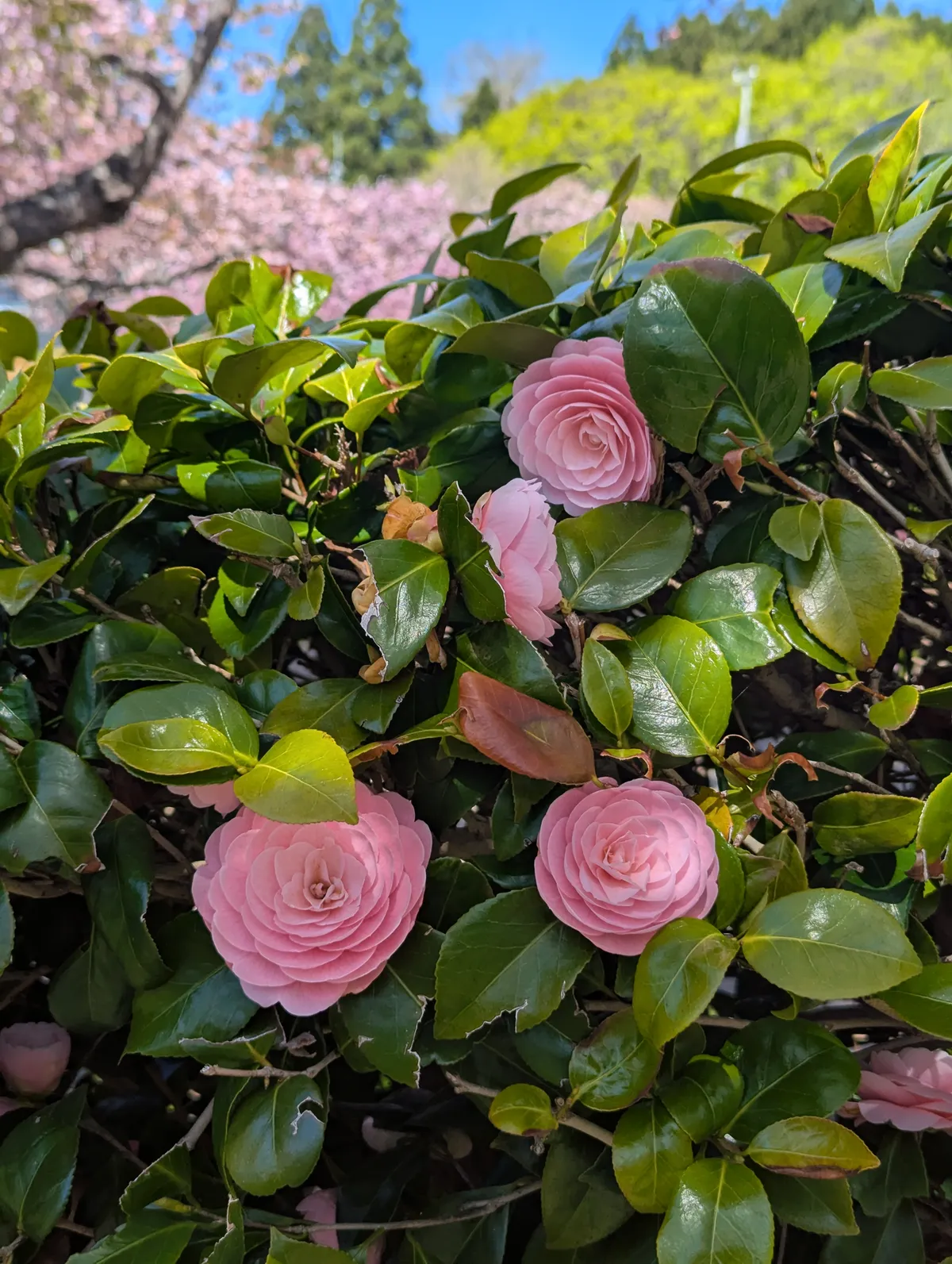 PXL_20260429_004256472