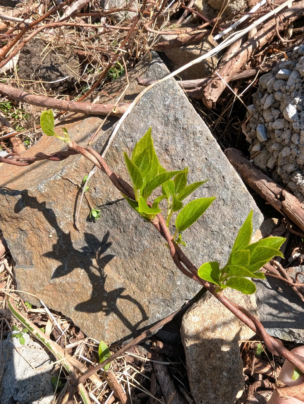 PXL_20260505_013613729