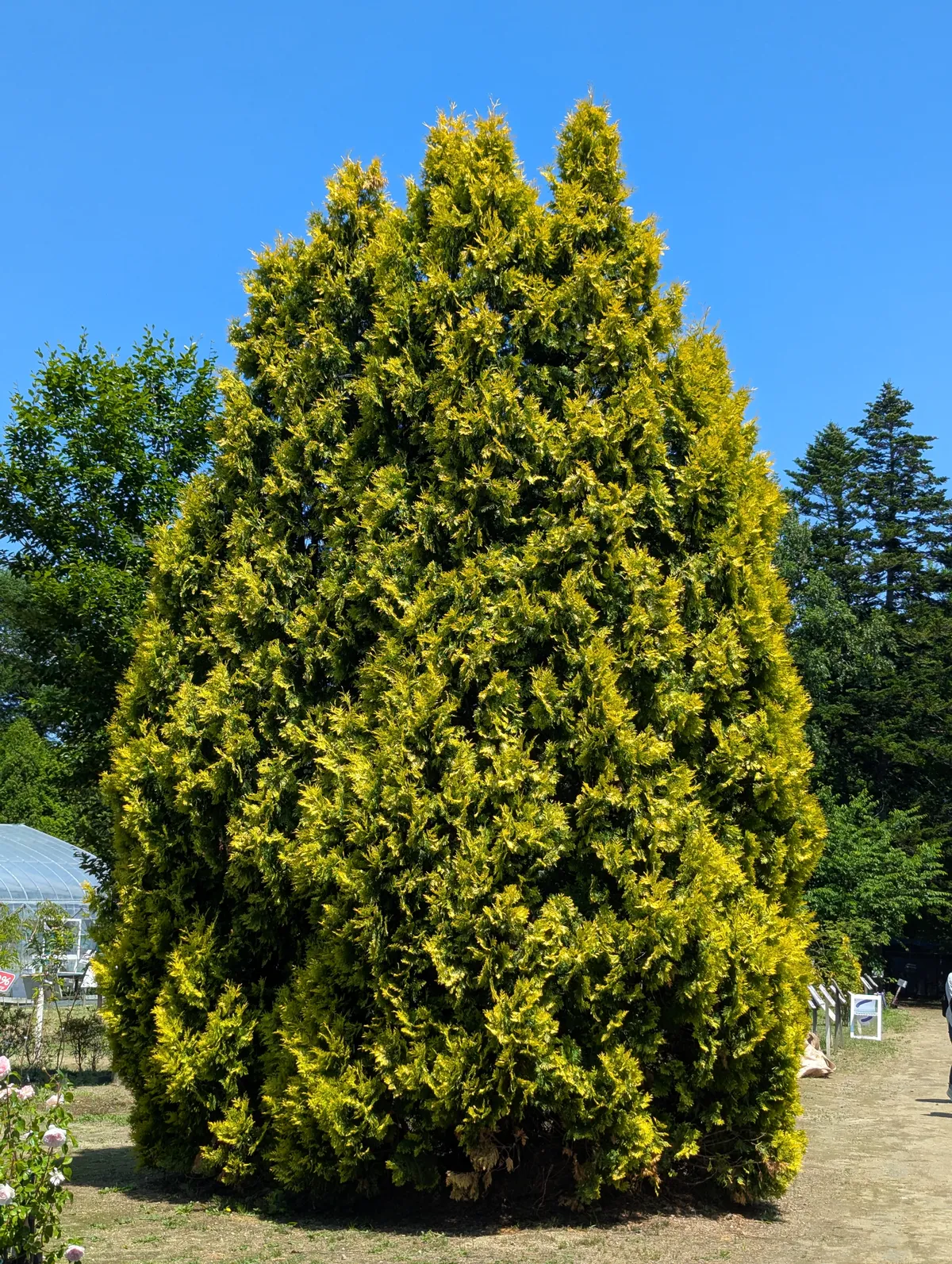 PXL_20260620_020228605