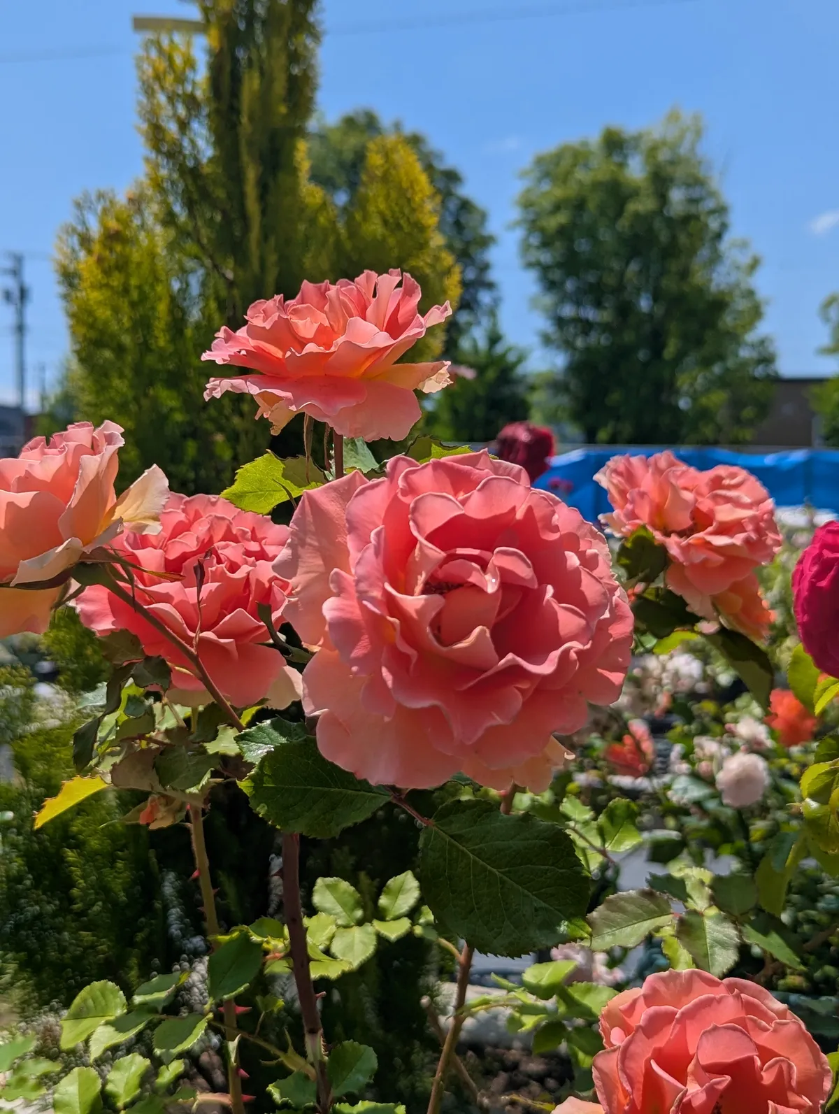 PXL_20260620_020621013