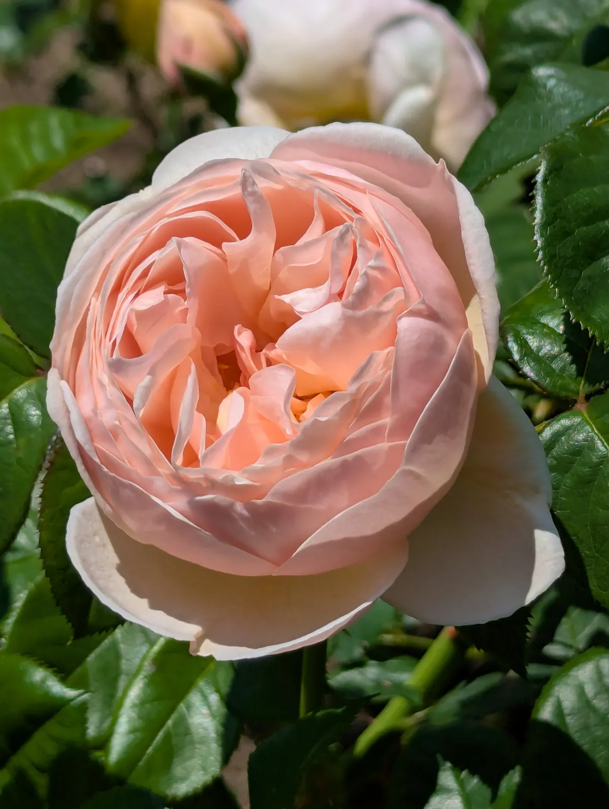 PXL_20260620_021540907