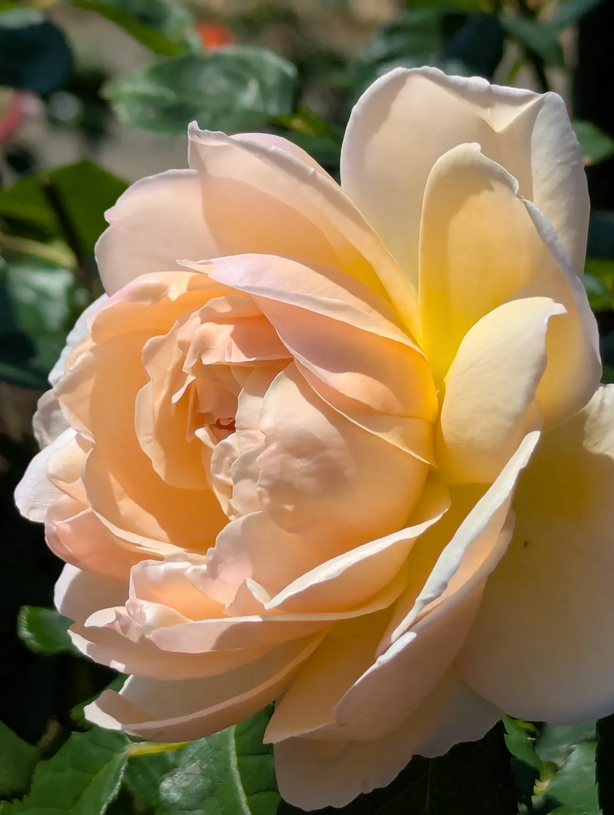 PXL_20260620_021606529