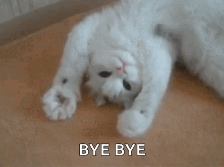 KittyHighkittenGIF