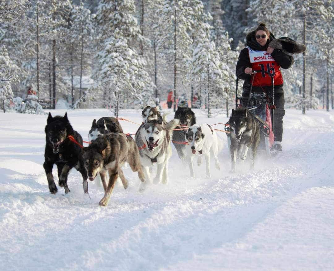 A mushing story by Norse Quest