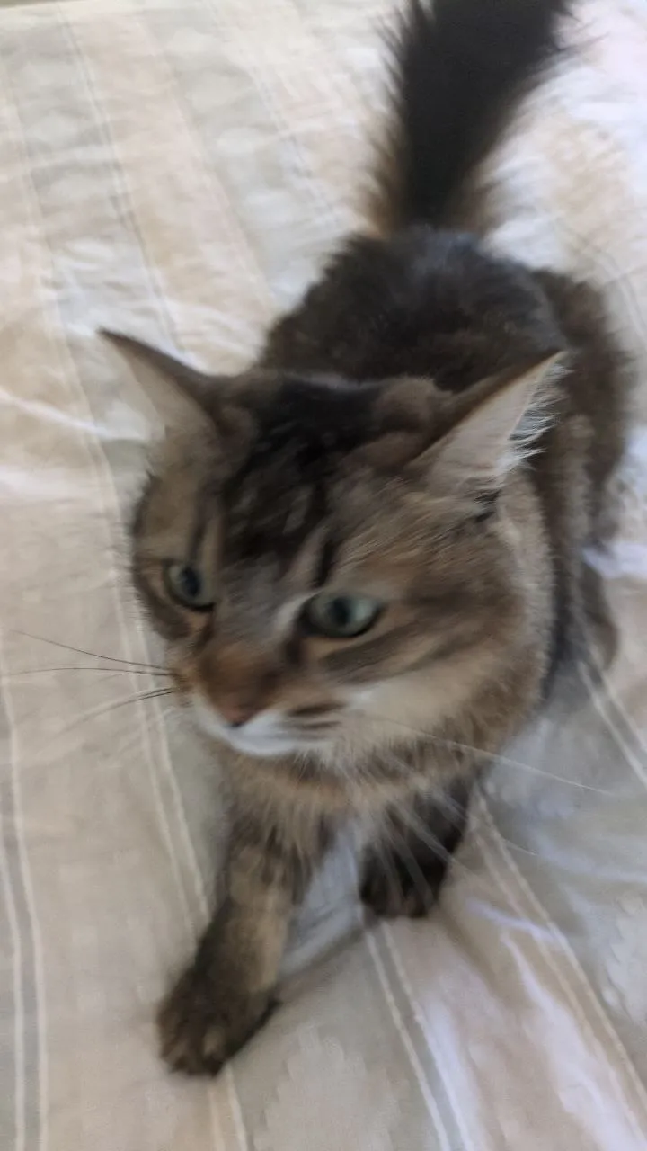 this is my cat