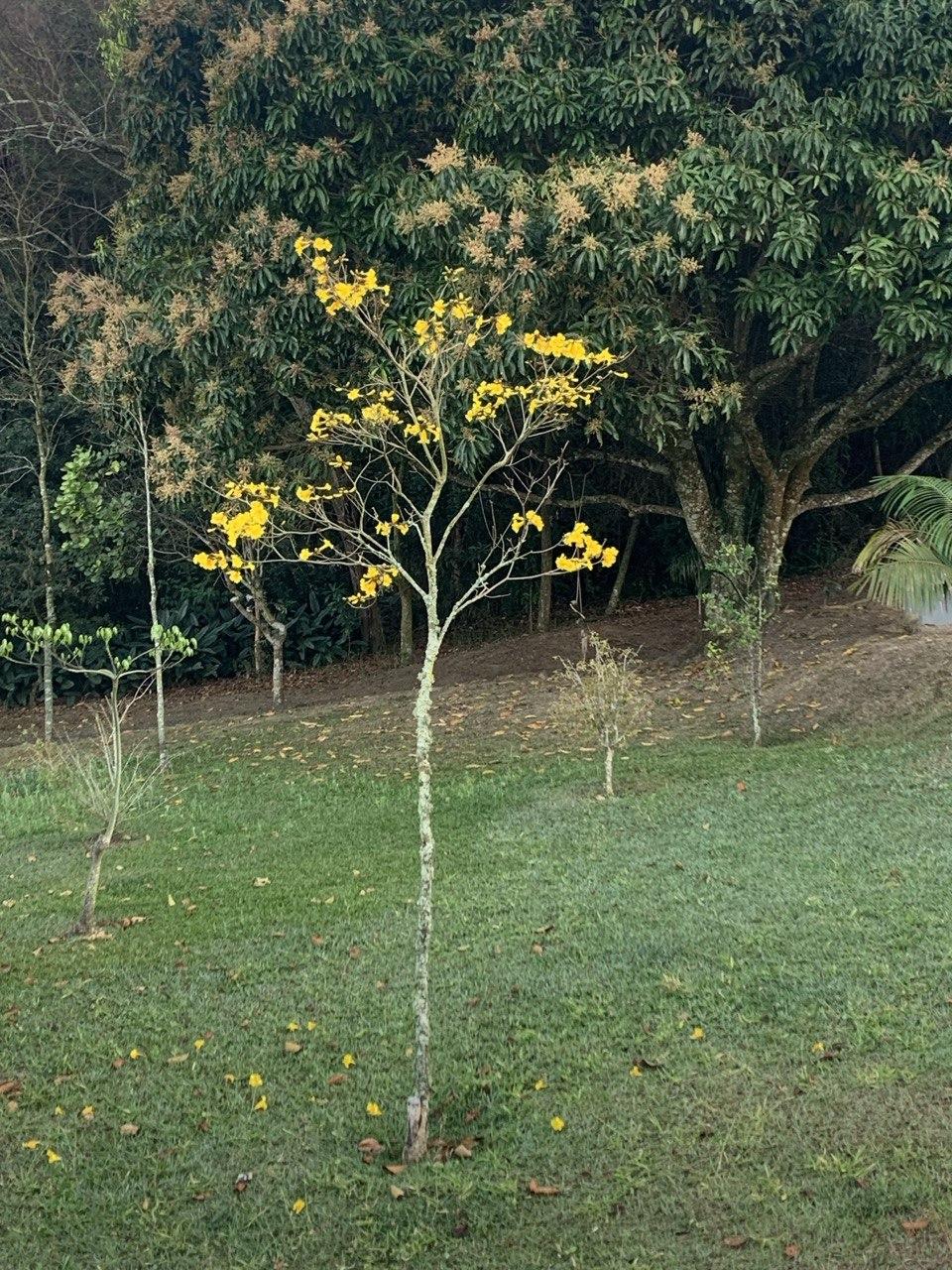 ipe-amarelo