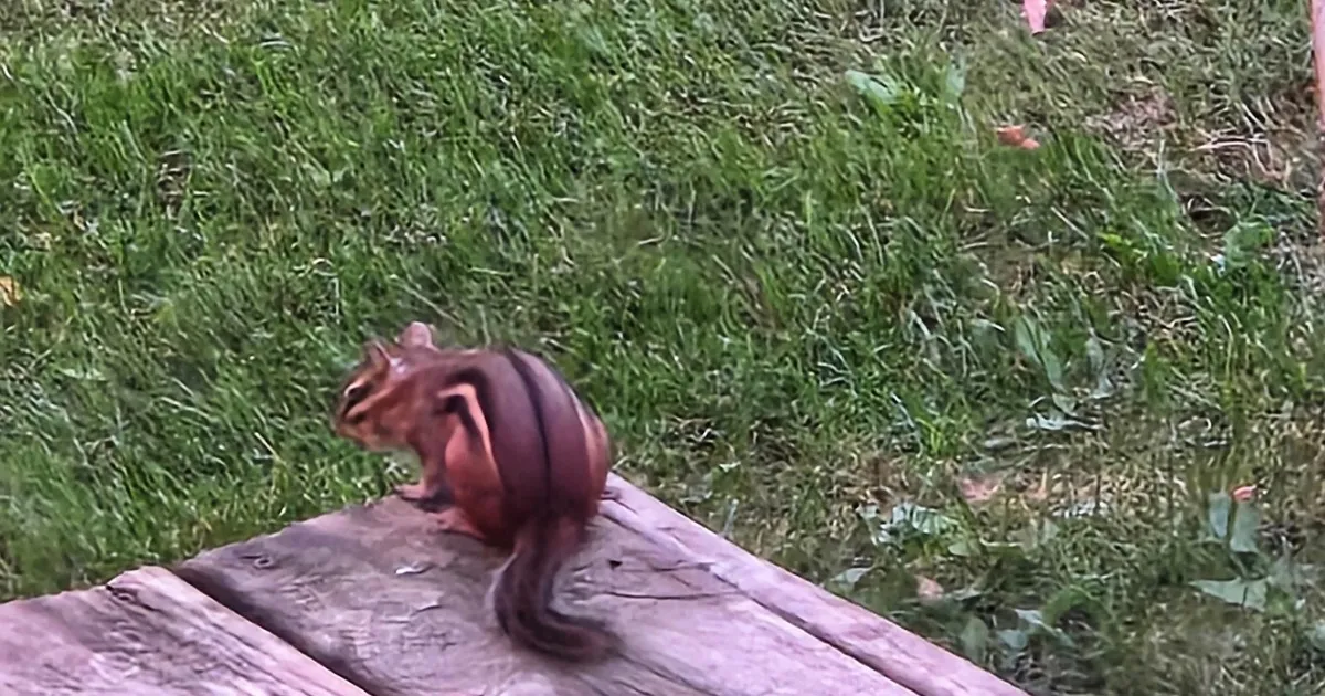 Chippy Chipmunk