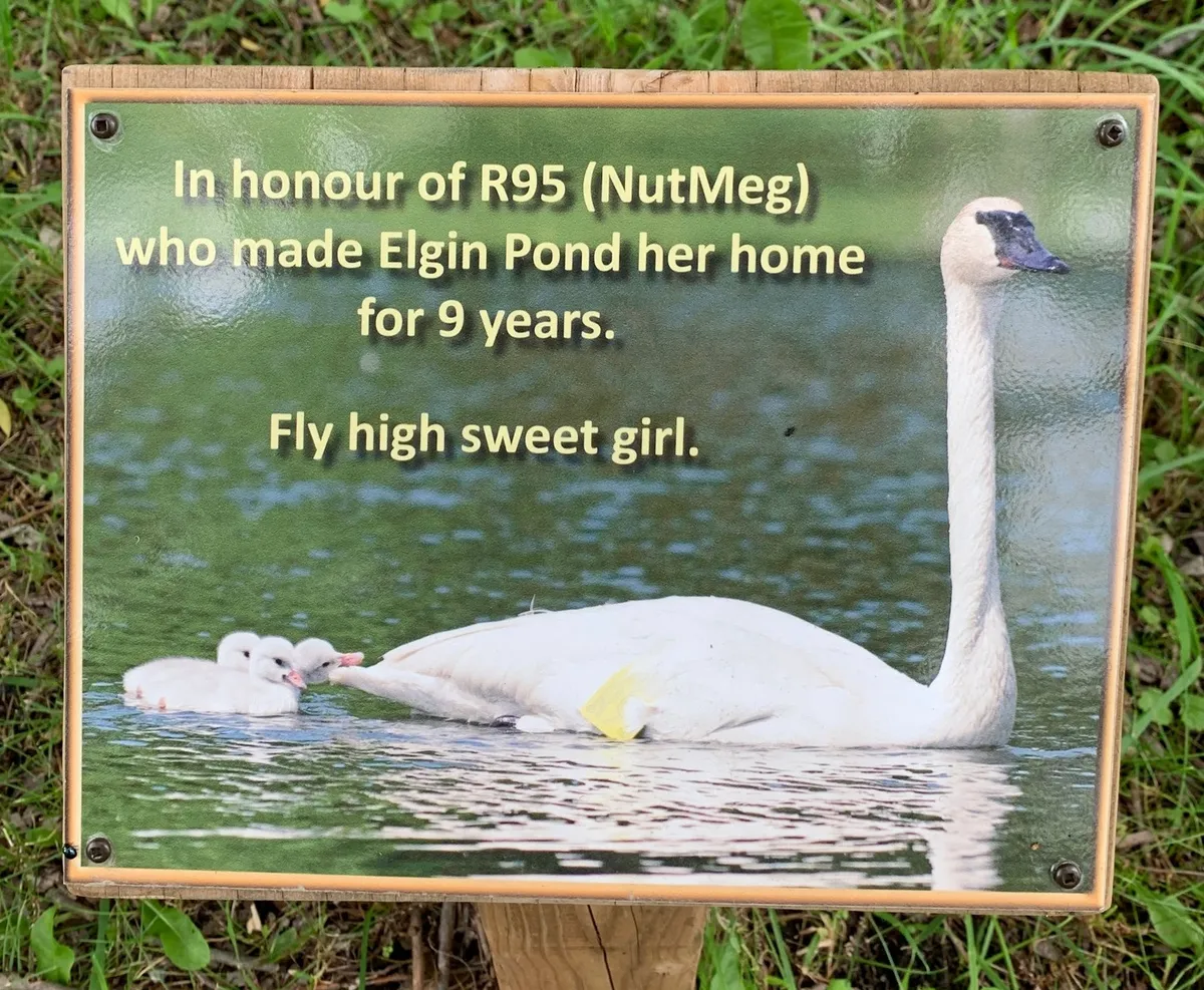 swan-sign