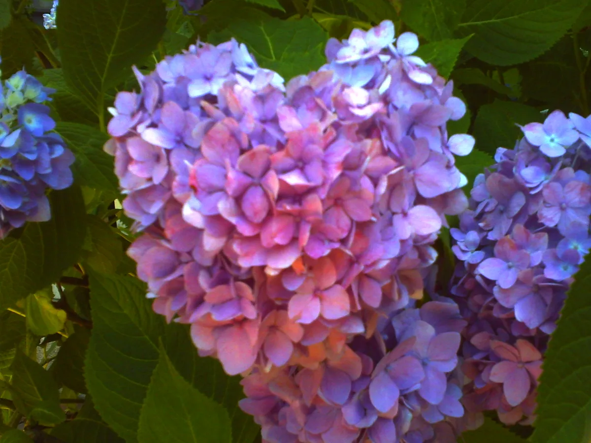 PICT0694
