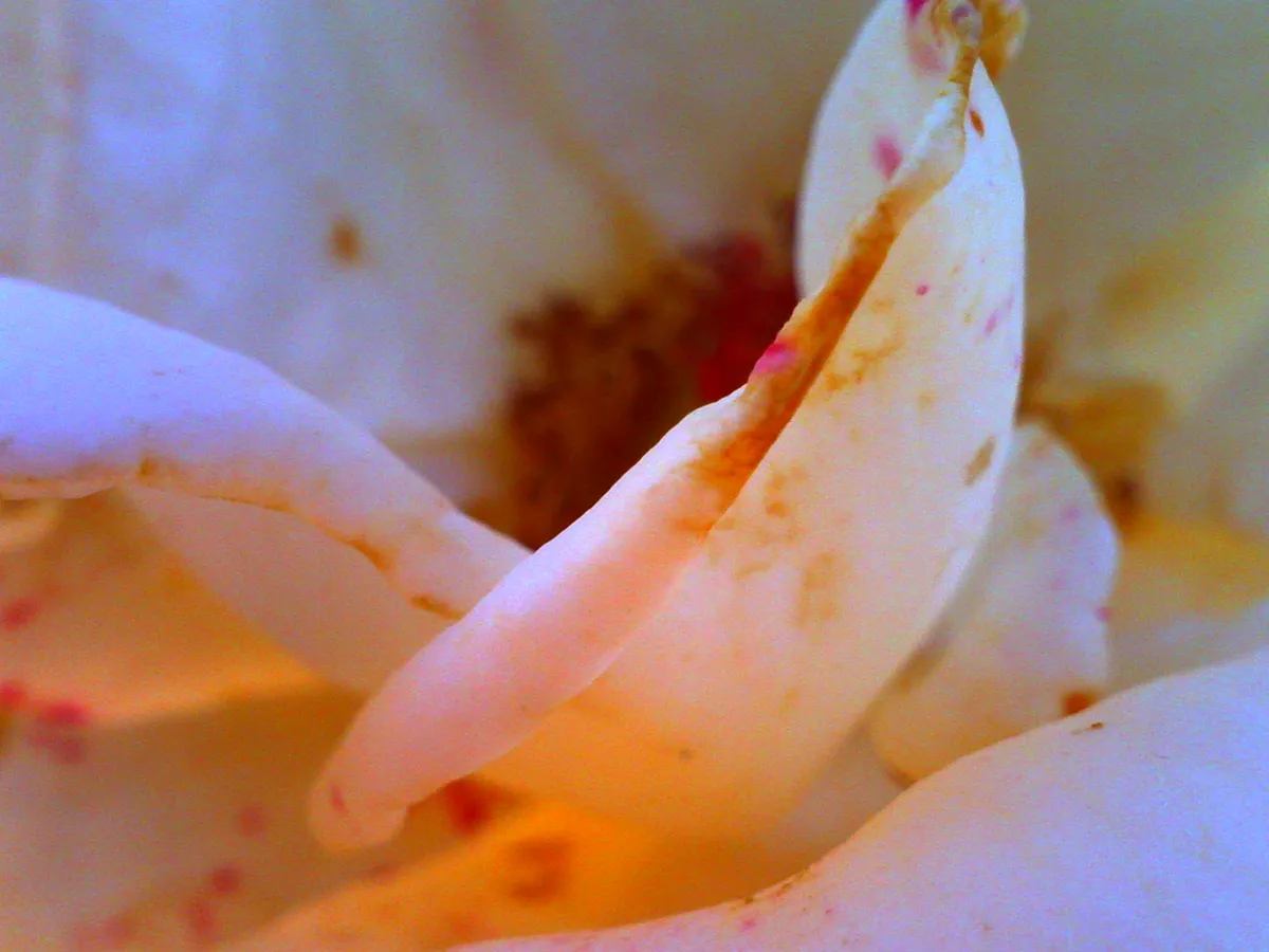 PICT0707