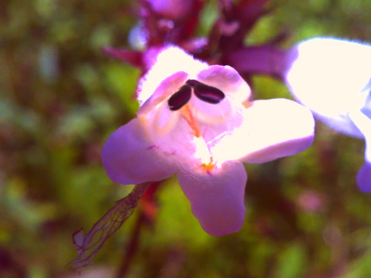 PICT0735