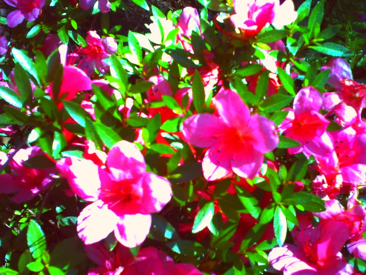 PICT0736