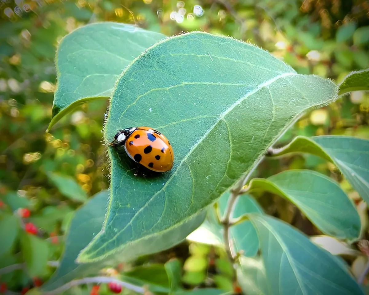 ladybug