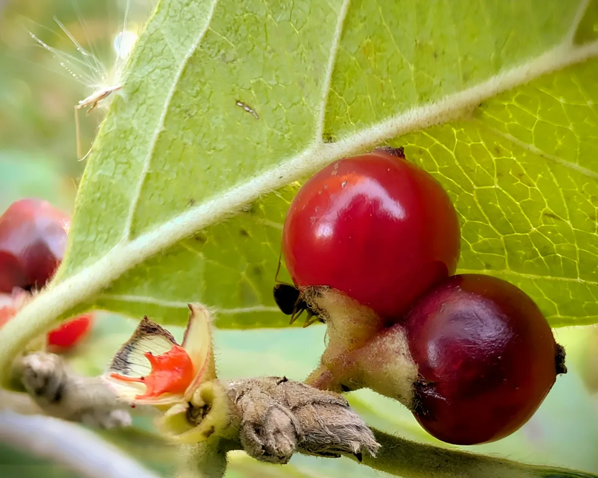 berries