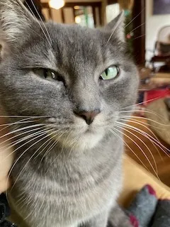 elvira